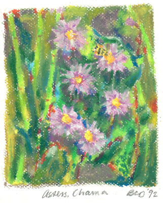 BCD_Asters, Chama 1992_oil pastels_6x8in_web