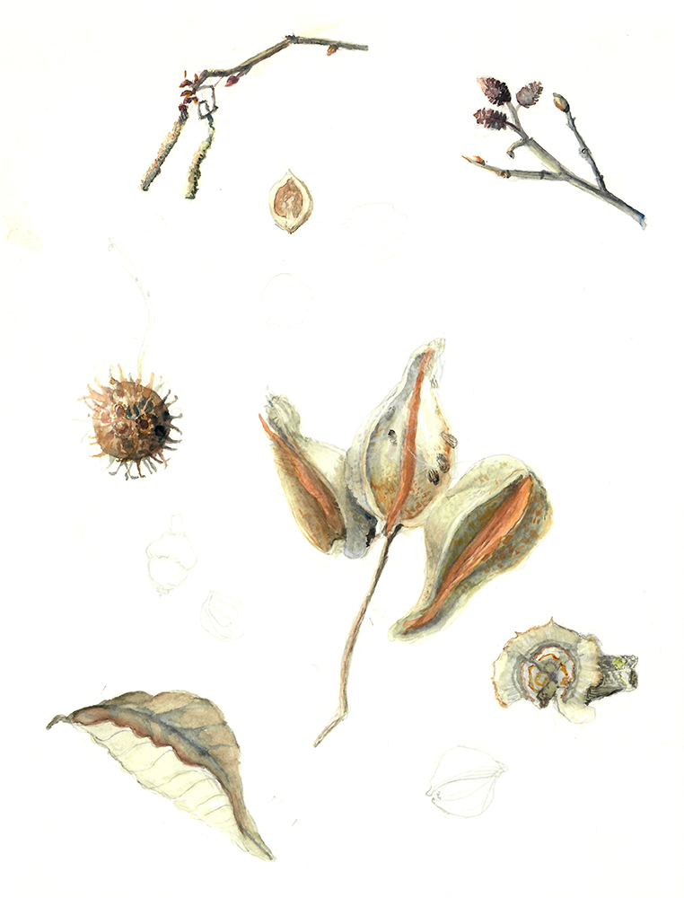 BCD_botanical illustration_color pencil_11x15in_web