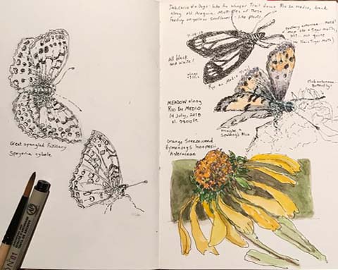 Butterflies notebook sketch