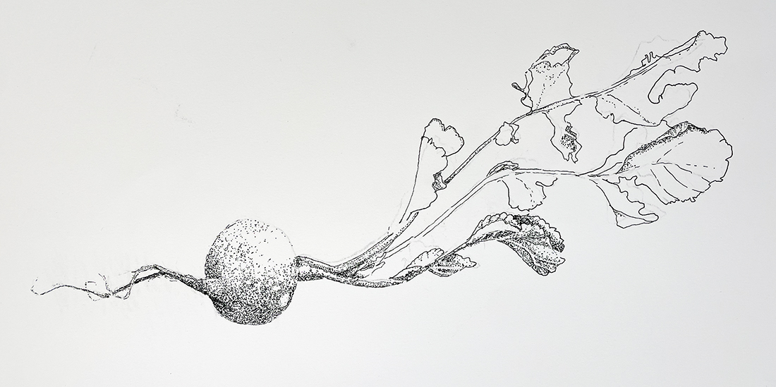 radish_ink drawing_sm